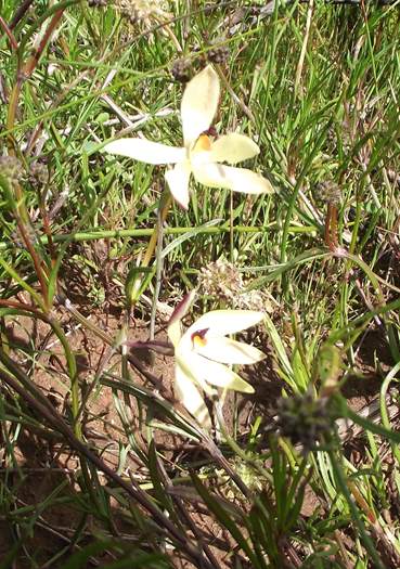 Thelymitra crinita - orchid-DSCF5422.JPG